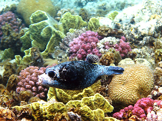 포토 JPG 해외이미지 동물 야생동물 바다 아프리카 자연 휴가 휴식 바닥 이집트 어류 사람없음 물 여름 수중 스노클링 산호 암초 발견 깊이 동물상 이국적 해외202004 해외포토 자연요소 계절 나라 컨셉 조형물 수중동물 수상스포츠 자포동물 생태계 파일형식 이미지허브