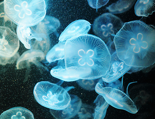 포토 JPG 해외이미지 하늘색 여러마리 사람없음 바닷속 수중동물 자포동물 해파리 해외202004 해외포토 동물 다수 파란색 수중 파일형식 이미지허브