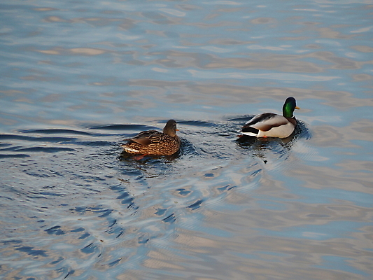 포토 JPG 해외이미지 동물 계절 호수 야생동물 백그라운드 겨울 자연 조류 오리 앉기 사람없음 물 강 냉동 얼음 추위 흰색 연못 서리 부리 해외202004 해외포토 자연요소 컬러 모션 생태계 파일형식 이미지허브