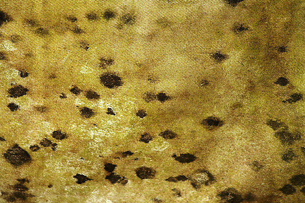 포토 JPG 해외이미지 백그라운드 추상 사람없음 초록색 거친 묘사 질감 곰팡이 그런지 옛날 해외202004 해외포토 컬러 무늬 파일형식 이미지허브