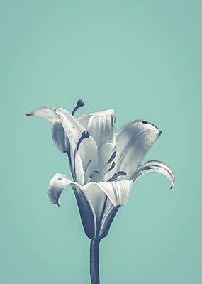 포토 JPG 해외이미지 꽃 하늘색 백그라운드 사람없음 카피스페이스 해외포토 식물 파란색 공백 파일형식 이미지허브