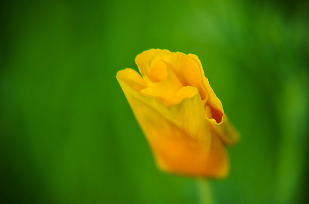 포토 JPG 해외이미지 식물 계절 꽃잎 꽃 백그라운드 잎 꽃무늬 밭 오렌지 자연 사람없음 장식 초록색 빛 컬러풀 노란색 정원 봄 들꽃 벚꽃 흰색 신선 개화 황금 원예 캘리포니아 양귀비 내추럴 꽃수술 해외202004 해외포토 컬러 무늬 농업 과일 취미 미국 생태계 파일형식 이미지허브