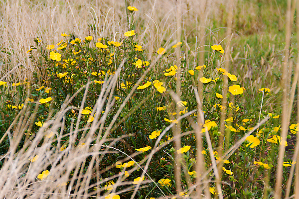 포토 JPG 해외이미지 식물 계절 꽃 꽃다발 백그라운드 밭 농업 자연 하늘 건강 풍경 사람없음 장식 초록색 여름 파란색 컬러풀 농장 노란색 정원 봄 성장 벚꽃 가을 흰색 시골 다발 머스터드 원예 데이지 장면 내추럴 금잔화 해외202004 해외포토 산업 컬러 취미 소스_음식 생태계 파일형식 이미지허브