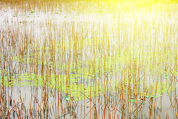 포토 JPG 해외이미지 계절 호수 잎 자연 하늘 따뜻함 파노라마 갈대 풍경 사람없음 야외 물 여름 파란색 강 반사 거울 저수지 연못 백합 즐거움 웅덩이 장면 해외202004 해외포토 자연요소 식물 꽃 감정 컬러 촬영기법 생태계 파일형식 이미지허브