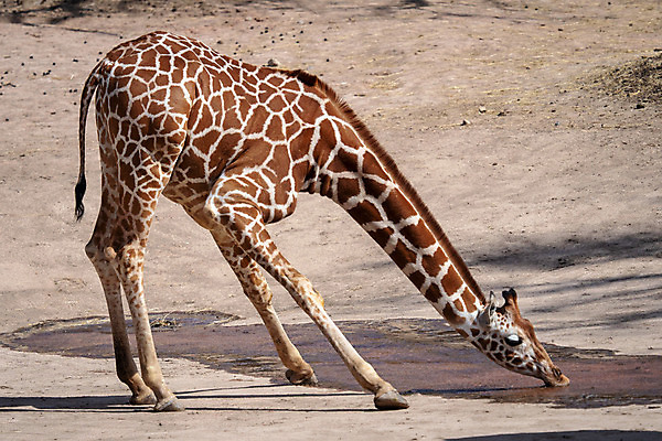 포토 JPG 해외이미지 동물 공원 음료 포유류 아프리카 자연 건조 사람없음 야외 물 마시기 기린 사파리 멸종 내추럴 동물상 해외202004 해외포토 자연요소 공공시설 나라 모션 조형물 생태계 파일형식 이미지허브