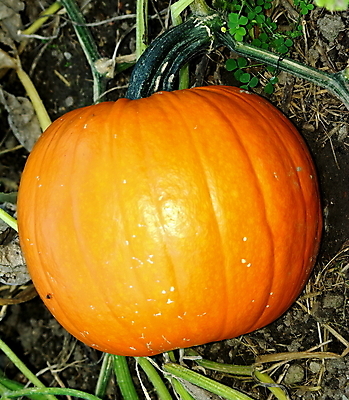 포토 JPG 해외이미지 계절 오렌지 호박 건강 사람없음 빛 할로윈 수확 가을 수프 먹기 유기농 내추럴 해외202004 해외포토 웰빙 농업 채소 과일 모션 파일형식 이미지허브