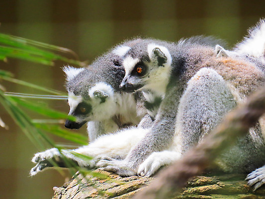 포토 JPG 해외이미지 동물 공원 얼굴 야생동물 포유류 자연 동물원 사람없음 검은색 흰색 반지 닫기 보호 숲 꼬리 마다가스카르 해외202004 해외포토 공공시설 컬러 컨셉 장신구 모션 신체부위 생태계 파일형식 이미지허브