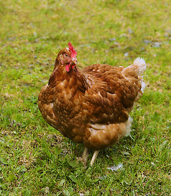 포토 JPG 해외이미지 밭 농업 사람없음 초록색 농장 갈색 치킨 흰색 무료 암탉 해외202004 해외포토 산업 컬러 닭 암컷 닭고기요리 파일형식 이미지허브