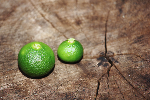 포토 JPG 해외이미지 나무 식물 음식 잎 농업 과일 자연 귤 매달리기 건강 사람없음 초록색 노란색 수확 나뭇가지 신선 다발 레몬 유기농 내추럴 숙성 해외202004 해외포토 웰빙 산업 컬러 모션 생태계 파일형식 이미지허브