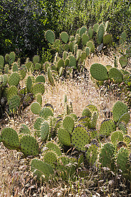 포토 JPG 해외이미지 부분 자국 자연 선인장 건조 사람없음 야외 환경 가시 캘리포니아 서식지 해외202004 해외포토 식물 미국 생태계 파일형식 이미지허브