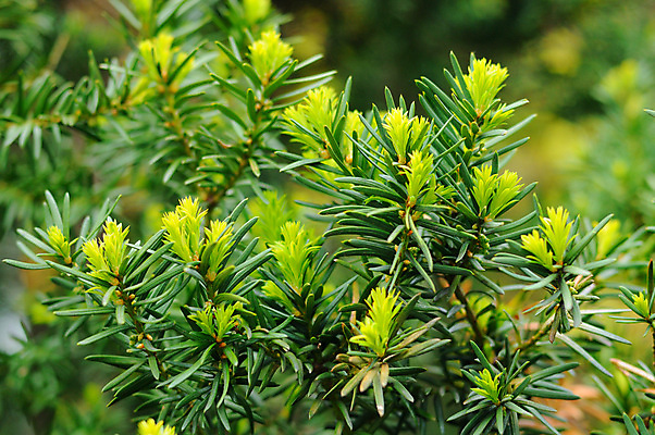 포토 JPG 해외이미지 식물 전통 백그라운드 크리스마스 패턴 부분 자연 추상 휴가 새로움 사람없음 장식 초록색 빛 햇빛 봄 추위 나뭇가지 축하 소나무 화려 닫기 숲 12월 묘사 부드러움 상록수 침엽수 전나무 원뿔 내추럴 가문비나무 해외202004 해외포토 도형 나무 계절 기념일 컬러 컨셉 무늬 모션 태양 감각 날짜 생태계 파일형식 이미지허브