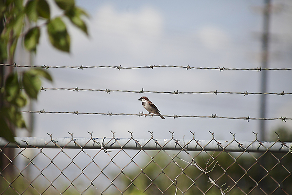 포토 JPG 해외이미지 동물 계절 야생동물 백그라운드 크리스마스 캐나다 날개 자연 조류 주택 종류 사람없음 야외 갈색 환경 검은색 미국 봄 회색 가을 도시 보호 작음 깃털 부리 참새 브라질 서식지 아르헨티나 계산서 내추럴 강렬 교외 동물상 뒤뜰 해외202004 해외포토 기념일 컬러 컨셉 북아메리카 건물 조형물 남아메리카 크기 생태계 파일형식 이미지허브