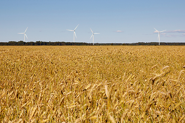 포토 JPG 해외이미지 식물 계절 음식 밭 농업 자연 하늘 옥수수 씨앗 풍경 사람없음 야외 여름 농작물 노란색 성장 시골 황금 시리얼 밀 밀짚 작살 호밀 해외202004 해외포토 산업 컬러 곡류 짚 생태계 파일형식 이미지허브