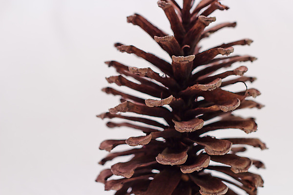 포토 JPG 해외이미지 나무 식물 자연 사람없음 소나무 숲 원뿔 내추럴 동물상 해외202004 해외포토 도형 조형물 생태계 파일형식 이미지허브