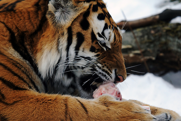 포토 JPG 해외이미지 동물 야생동물 포유류 털 사람없음 고양이 줄무늬 호랑이 육식동물 시베리아 해외202004 해외포토 무늬 반려동물 파일형식 이미지허브