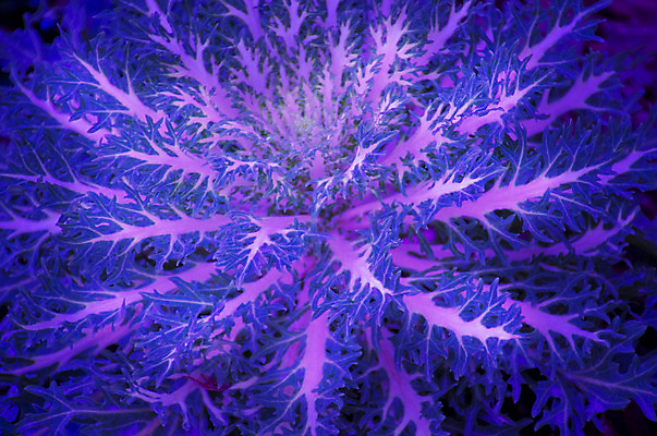 포토 JPG 해외이미지 모양 식물 디자인 계절 꽃 음식 백그라운드 잎 패턴 채소 자연 사람없음 야외 장식 초록색 정원 성장 가을 흰색 개화 질감 양배추 해외202004 해외포토 컬러 무늬 생태계 파일형식 이미지허브