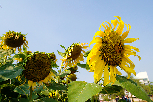 포토 JPG 해외이미지 식물 동물 꽃잎 꽃 곤충 밭 농업 자연 하늘 해바라기 건강 풍경 사람없음 야외 여름 햇빛 노란색 환경 정원 벚꽃 꿀벌 벌 싱글 꽃가루 꿀 해외202004 해외포토 계절 산업 컬러 태양 벌_곤충 가루 생태계 파일형식 이미지허브