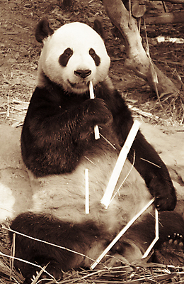 포토 JPG 해외이미지 동물 1 공원 아시아 얼굴 야생동물 음식 곰 포유류 자연 털 동물원 사람없음 머리 검은색 중국 흰색 판다 먹기 대나무 동쪽 집게발 초식 해외202004 해외포토 나무 공공시설 나라 컬러 모션 신체부위 방향 생태계 파일형식 이미지허브