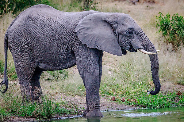 포토 JPG 해외이미지 동물 공원 야생동물 여행 백그라운드 포유류 아프리카 자연 코끼리 국립공원 사람없음 야외 물 여행객 환경 힘 마시기 황무지 보호 큼 댐 사파리 상아 멸종 남쪽 나미비아 해외202004 해외포토 자연요소 공공시설 나라 컨셉 모션 사람 크기 방향 생태계 남아프리카 파일형식 이미지허브
