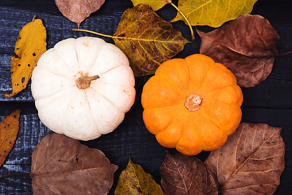 포토 JPG 해외이미지 전통 디자인 잎 호박 프레임 사람없음 축제 할로윈 가을 해외202004 해외포토 식물 계절 채소 파일형식 이미지허브
