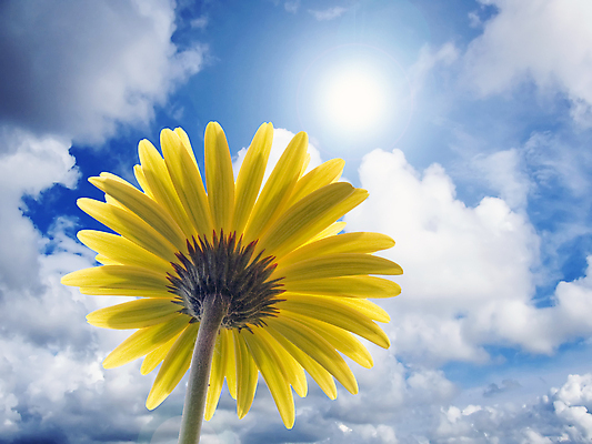 포토 JPG 해외이미지 식물 꽃잎 꽃 백그라운드 꽃무늬 자연 하늘 사람없음 야외 햇빛 태양 노란색 환경 정원 맑음 봄 에너지 흰색 신선 5월 에코 생태계 꽃가루 자원 내추럴 생태학 해외202004 해외포토 자연요소 계절 교육 컬러 무늬 날씨 날짜 가루 파일형식 이미지허브