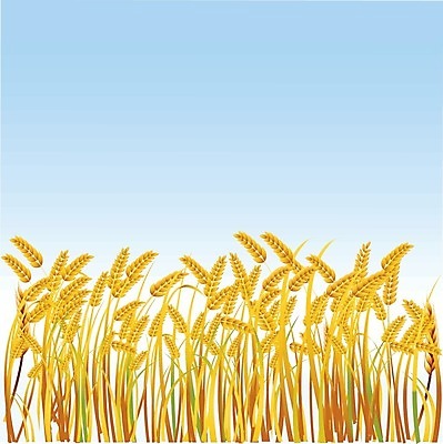 EPS 해외이미지 식물 전통 디자인 계절 음식 빵 농업 일러스트 자연 건조 건강 옥수수 씨앗 장식 여름 농작물 태양 농장 노란색 수확 가을 신선 황금 낟알 시리얼 밀 다발 심볼 오브젝트 유기농 보리 귀 스파이크 밀짚 내추럴 고립 밭일 숙성 엘리먼트 호밀 해외202004 해외일러스트 자연요소 웰빙 산업 컬러 곡류 신체부위 짚 생태계 파일형식 벡터 이미지허브