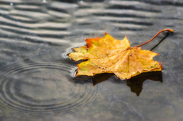 포토 JPG 해외이미지 식물 계절 백그라운드 단풍 잎 자연 표면 날씨 거리 사람없음 물 반사 노란색 수영 회색 가을 떨어짐 내추럴 잔물결 해외202004 해외포토 자연요소 물결 컬러 컨셉 수상스포츠 생태계 파일형식 이미지허브