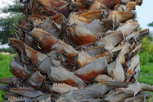 포토 JPG 해외이미지 나무 조각 백그라운드 패턴 자연 표면 저울 손바닥 사람없음 목재 갈색 회색 껍질 거친 질감 나무껍질 내추럴 해외202004 해외포토 식물 손 컬러 무늬 재료 생태계 파일형식 이미지허브