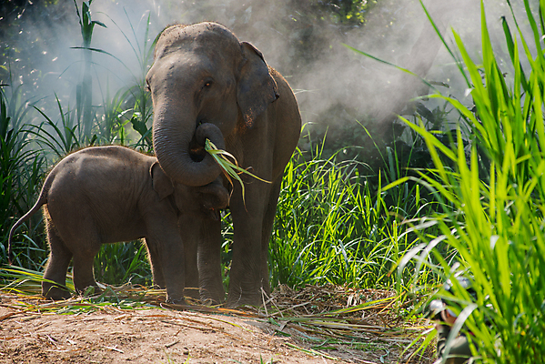 포토 JPG 해외이미지 나무 동물 전통 남자 아시아 문화 야생동물 여행 불교 오렌지 포유류 태국 자연 코끼리 사람 앉기 동양인 성인 사람없음 야외 걷기 침묵 기도 가운 원형 황금 원주민 아침식사 숲 큼 승려 심볼 귀 장면 지역 상아 사프란 전국 해외202004 해외포토 도형 식물 옷 나라 종교 과일 모션 인종 신체부위 식사 소리 아프리카인 크기 성직자 향신료 생태계 파일형식 이미지허브