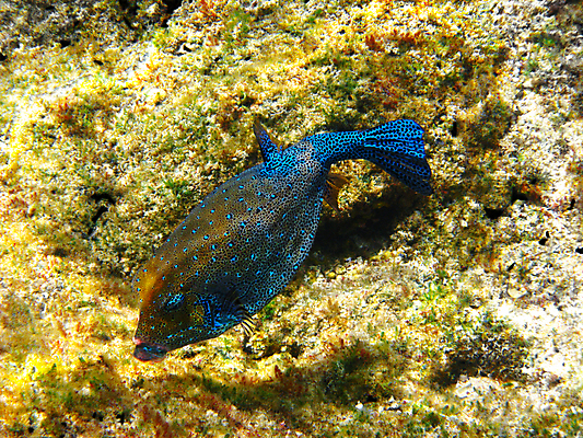 포토 JPG 해외이미지 동물 야생동물 바다 아프리카 자연 휴가 휴식 바닥 이집트 어류 사람없음 물 수중 스노클링 산호 암초 발견 깊이 동물상 이국적 해외202004 해외포토 자연요소 나라 컨셉 조형물 수중동물 수상스포츠 자포동물 생태계 파일형식 이미지허브