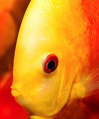 포토 JPG 해외이미지 동물 백그라운드 자연 어류 사람없음 장식 빨간색 초록색 컬러풀 원형 해외202004 해외포토 도형 컬러 수중동물 생태계 파일형식 이미지허브