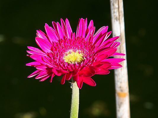 포토 JPG 해외이미지 식물 꽃 줄기 분홍색 백그라운드 발렌타인데이 사람없음 빨간색 초록색 여름 봄 벚꽃 흰색 신선 개화 큼 묘사 원예 데이지 꽃가루 거베라 해외202004 해외포토 계절 컬러 데이이벤트 취미 크기 가루 파일형식 이미지허브