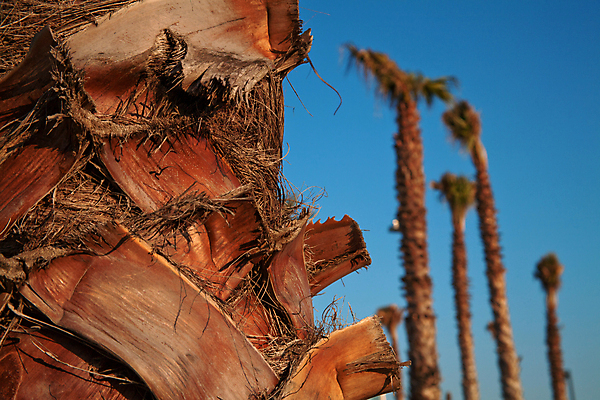 포토 JPG 해외이미지 나무 식물 백그라운드 잎 자연 하늘 손바닥 사람없음 야외 목재 초록색 여름 파란색 햇빛 갈색 질감 내추럴 해외202004 해외포토 손 계절 컬러 재료 태양 생태계 파일형식 이미지허브