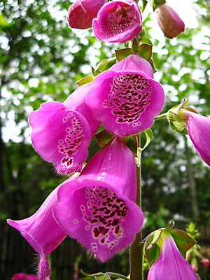 포토 JPG 해외이미지 모양 식물 디자인 계절 꽃잎 꽃 분홍색 백그라운드 잎 일러스트 자연 하늘 추상 프레임 발렌타인데이 선물 사랑 미술 사람없음 장식 빨간색 초록색 여름 파란색 컬러풀 정원 봄 벚꽃 흰색 신선 화려 그림 질감 엽서 천국 라일락 내추럴 블루벨 엘리먼트 해외202004 해외포토 감정 컬러 컨셉 무늬 데이이벤트 문화예술 편지 생태계 파일형식 이미지허브