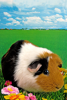 포토 JPG 해외이미지 동물 응시 백그라운드 채소 포유류 수염 털 건강 미소 풍경 사람없음 반려동물 갈색 흰색 돼지 입 닫기 달콤 설치류 작음 모피 묘사 코 귀 넘어짐 발톱 해외202004 해외포토 시선 컬러 모션 발 표정 신체부위 맛 크기 파일형식 이미지허브