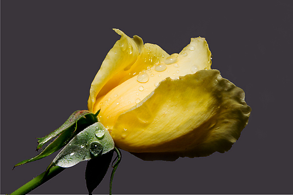 포토 JPG 해외이미지 식물 꽃잎 꽃 꽃무늬 자연 휴가 발렌타인데이 사람없음 야외 물 장미 노란색 정원 봄 젖음 벚꽃 물방울 닫기 이슬 향기 해외202004 해외포토 자연요소 계절 컬러 무늬 모션 데이이벤트 생태계 냄새 파일형식 이미지허브