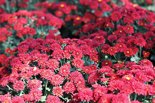 포토 JPG 해외이미지 식물 계절 꽃잎 꽃 꽃다발 백그라운드 잎 꽃무늬 오렌지 자연 발렌타인데이 사랑 사람없음 장식 빨간색 초록색 물 노란색 머리 우주 정원 봄 활발 젖음 성장 벚꽃 흰색 신선 개화 닫기 떨어짐 이슬 묘사 싱글 데이지 거베라 고립 해외202004 해외포토 자연요소 감정 컬러 컨셉 무늬 과일 모션 데이이벤트 신체부위 생태계 파일형식 이미지허브