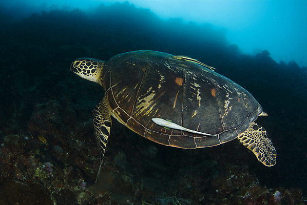 포토 JPG 해외이미지 동물 한마리 야생동물 바다 파충류 자연 사람없음 물 수중 산호 거북이 소금 태평양 암초 소금물 해외202004 해외포토 자연요소 1 자포동물 생태계 파일형식 이미지허브