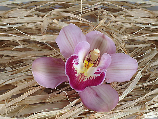 포토 JPG 해외이미지 꽃잎 꽃 줄기 백그라운드 전구 발렌타인데이 사람없음 검은색 회색 흰색 난초 우아함 닫기 이국적 해외202004 해외포토 식물 컬러 컨셉 모션 데이이벤트 파일형식 이미지허브