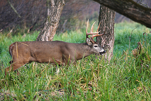 포토 JPG 해외이미지 나무 동물 계절 공원 야생동물 밭 포유류 자연 휴식 뿔 사람없음 야외 갈색 머리 쌓기 달러 흰색 나뭇가지 시골 숲 방목 바퀴자국 싱글 꼬리 사냥 귀 내추럴 동물상 아기사슴 암사슴 해외202004 해외포토 식물 공공시설 새끼 컬러 컨셉 돈 농업 자국 모션 사슴 신체부위 조형물 축산업 암컷 생태계 파일형식 이미지허브