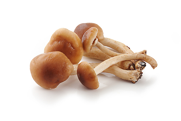 포토 JPG 해외이미지 음식 채소 사람없음 식사 버섯 수확 날것 고립 해외202004 해외포토 농업 파일형식 이미지허브