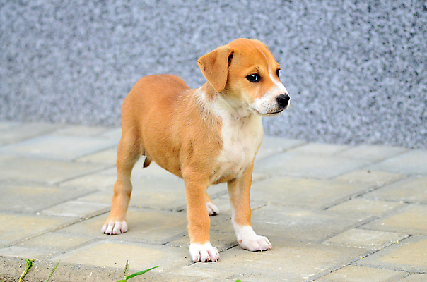 포토 JPG 해외이미지 동물 응시 무기 포유류 생물 사람없음 반려동물 갈색 가축 힘 흰색 용기 수비 개 위험 테리어 직원 경계 근육질 송곳니 개암나무 경보 기르기 유래 해외202004 해외포토 나무 그릇 시선 컬러 컨셉 모션 근육 치아 몸매 돌봄 파일형식 이미지허브