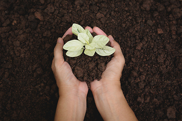 포토 JPG 해외이미지 주간 손 들기 야외 신체부위 새싹 흙 해외202004 해외포토 자연요소 식물 모션 사람 파일형식 이미지허브