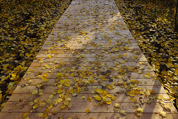 포토 JPG 해외이미지 나무 식물 계절 공원 도로 길 백그라운드 잎 자국 자연 휴식 풍경 사람없음 야외 목재 빨간색 빛 태양 노란색 평화 환경 산책 하이킹 가을 나뭇가지 도시 숲 오솔길 9월 러시아 장면 내추럴 방법 삼림지대 혼자 해외202004 해외포토 자연요소 공공시설 유럽 컬러 컨셉 재료 교통시설 레저 날짜 생태계 파일형식 이미지허브