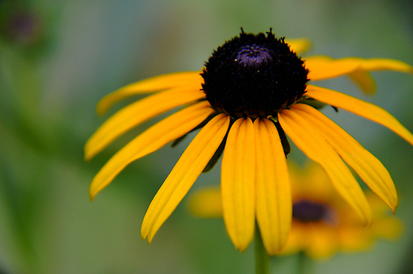 포토 JPG 해외이미지 식물 계절 꽃잎 꽃 백그라운드 꽃무늬 오렌지 자연 해바라기 국화 풍경 사람없음 야외 초록색 여름 컬러풀 노란색 정원 검은색 벚꽃 가을 시골 신선 개화 허브 원예 데이지 부드러움 청동 8월 해외202004 해외포토 컬러 무늬 과일 취미 감각 날짜 생태계 파일형식 이미지허브