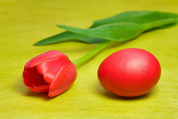 포토 JPG 해외이미지 식물 동물 전통 계절 꽃 전통문화 음식 컨셉 자연 조류 휴가 부활절 창조 선물 이벤트 사람없음 장식 초록색 컬러풀 노란색 계란 축제 페인트 봄 튤립 축하 화려 먹기 심볼 오브젝트 유기농 암탉 해외202004 해외포토 웰빙 기념일 문화 컬러 모션 알 닭 암컷 생태계 파일형식 이미지허브