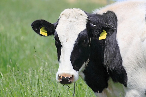 포토 JPG 해외이미지 동물 구름 백그라운드 밭 농업 자연 하늘 풍경 사람없음 초록색 파란색 햇빛 농장 검은색 소고기 우유 흰색 시골 신선 소 해외202004 해외포토 자연요소 산업 컬러 포유류 유제품 육류 태양 생태계 파일형식 이미지허브