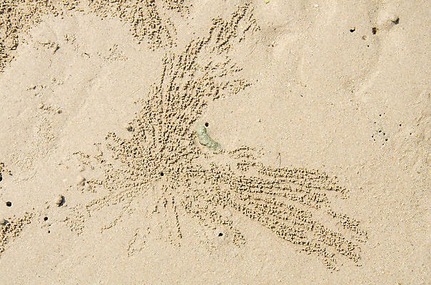 포토 JPG 해외이미지 동물 디자인 아시아 야생동물 어린이 모래 바다 섬 백그라운드 패턴 공 상상 자연 추상 갑각류 사람없음 모래사장 갈색 노란색 사막 게 껍질 굴 점 원형 구멍 떨어짐 작음 낟알 질감 숨기 여의주 해외202004 해외포토 도형 나라 컬러 컨셉 무늬 모션 어패류 사람 크기 생태계 파일형식 이미지허브