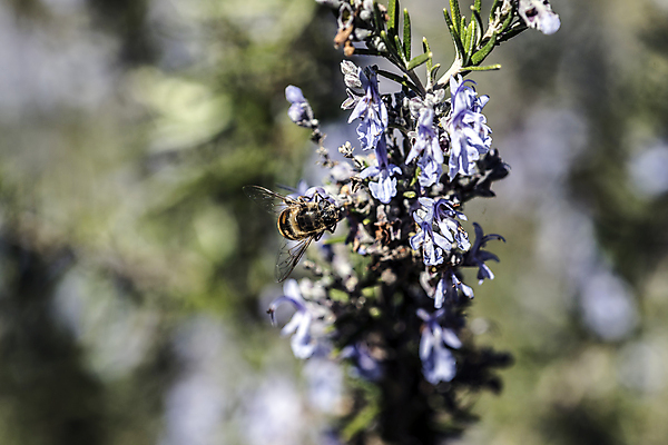 포토 JPG 해외이미지 식물 계절 꽃잎 꽃 실루엣 음식 곤충 잎 봄꽃 자연 날씨 사람없음 초록색 파란색 컬러풀 정원 봄 활발 에너지 시골 작업 개화 남색 원예 꽃가루 로즈메리 고립 영양분 해외202004 해외포토 동물 컬러 컨셉 촬영기법 취미 가루 허브 생태계 파일형식 이미지허브
