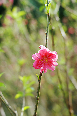 포토 JPG 해외이미지 꽃 사람없음 벚꽃 복숭아 자두 해외202004 해외포토 식물 과일 파일형식 이미지허브